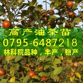 供应高产嫁接油茶苗,安徽油茶苗价格,两年生油茶苗,油茶苗价格,三年生油茶苗