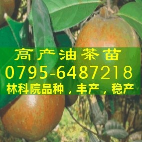 供应油茶苗,江西高产油茶树苗,油茶种苗,茶油树,林科院油茶苗