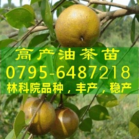 供应油茶苗,四川油茶树苗价格,云南油茶苗木,一年生油茶苗,油茶树