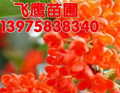 丹桂小苗，湖南丹桂苗，火红丹桂小苗