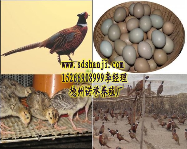 鸡苗