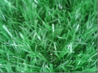 塑料草坪卷人工草皮卷塑料仿真草坪