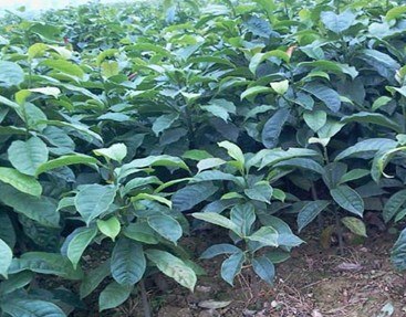 湖南乐昌含笑小苗.景叶白兰小苗 湖南花木网