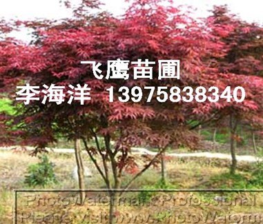 实生红枫树高杆嫁接移栽红枫红枫价格图片
