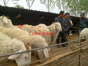 养殖分析-小尾寒羊现在好养吗？