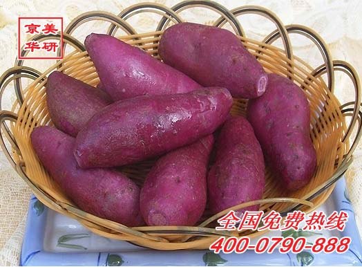 供应洗菜机|洗菜机多少钱