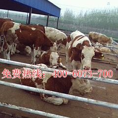 养殖分析-西门塔尔牛现在好养吗？