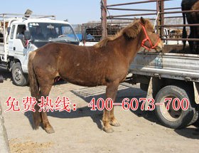 养殖分析-肉马现在好养吗？