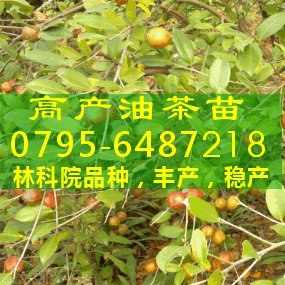 供应两年生油茶苗,油茶树,高产油茶,茶子树,茶油种植