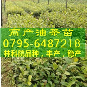 供应高产油茶苗,宜春油茶苗价格,江西油茶苗,两年生嫁接油茶苗