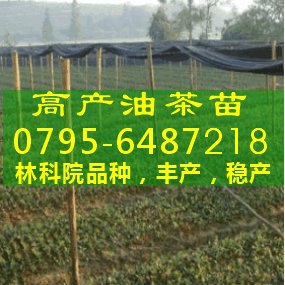 供应优质油茶嫁接苗,供应营养杯油茶苗,四川油茶实生苗,油茶苗