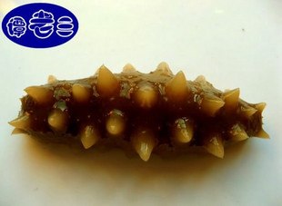 野生海参