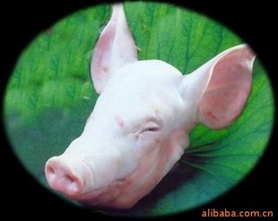 批发 猪排 七寸节 丹麦皇冠猪头