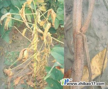供应大豆枯萎病