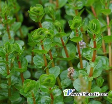 供应阔叶杂草——节节菜