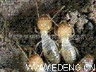供应建筑工程白蚁预防
