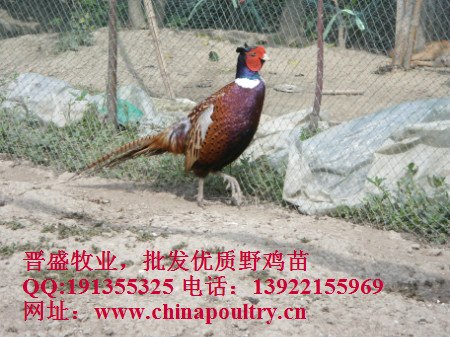 野鸡苗批发