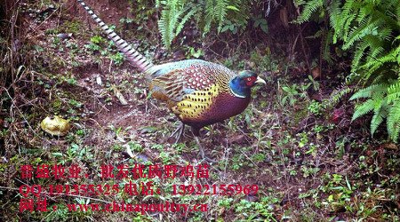 野鸡养殖技术培训