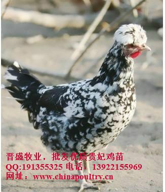 供应贵妃鸡