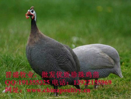 珍珠鸡苗批发