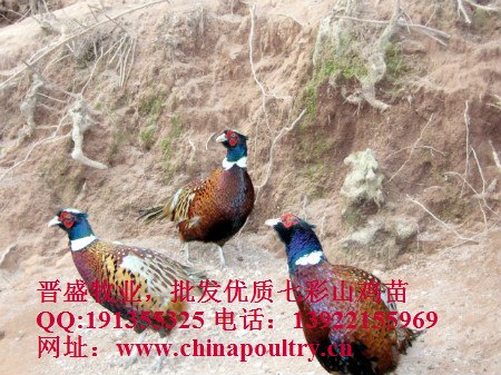 七彩山鸡养殖技术培训