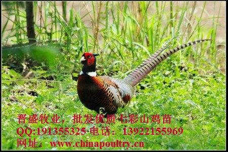 批发七彩山鸡苗