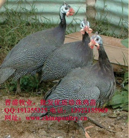 珍珠鸡价格