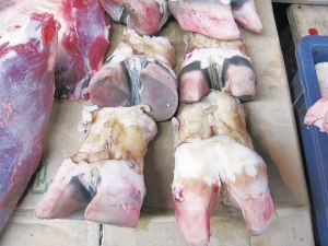 供应供应冷冻牛板筋冷冻牛排骨冷冻牛脖骨等进口
