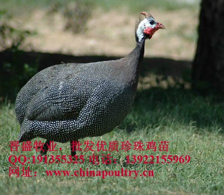 供应七彩山鸡养殖培训