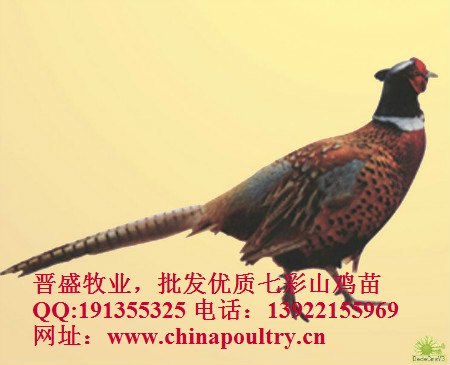 养殖七彩山鸡视频资料