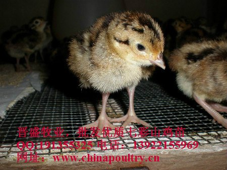 供应七彩山鸡礼盒