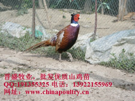 供应山鸡种苗，供应山鸡标本