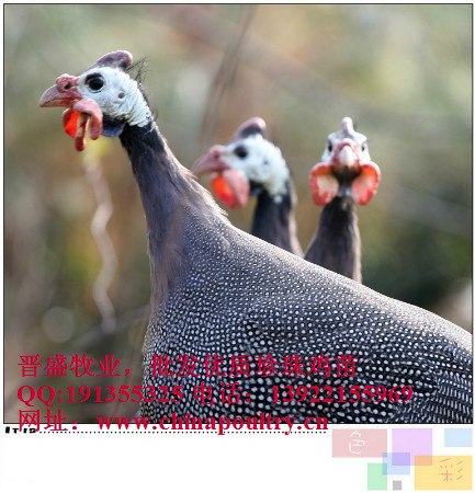 供应饲养珍珠鸡风险，珍珠鸡苗，珍珠鸡种蛋供应