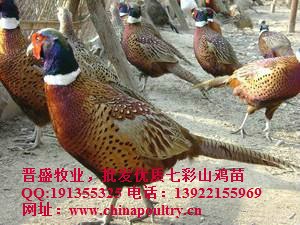 供应七彩山鸡蛋价格