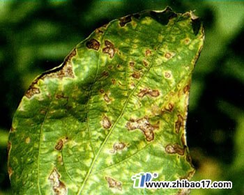 供应美洲斑潜蝇