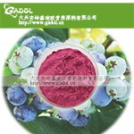 供应蓝莓果粉   