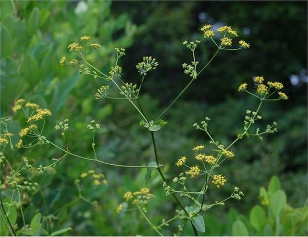 优惠供应柴胡提取物及柴胡蒸馏液