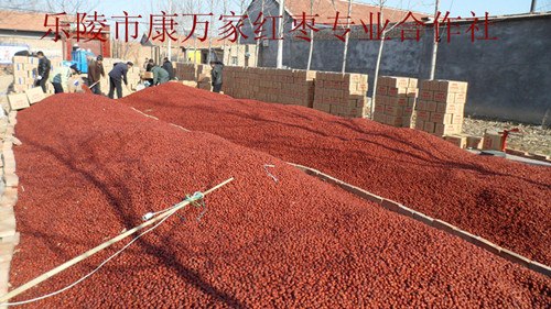 乐陵产地红枣批发