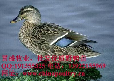 供应东北野鸭养殖，中国野鸭繁育中心全程指导