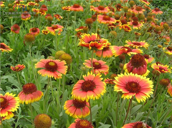 供应山东天人菊价格宿根花卉基地绿化天人菊批发
