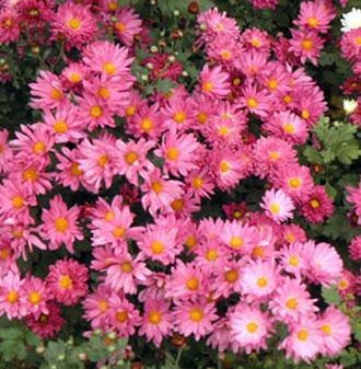 供应山东地被菊价格宿根草花基地批发绿化地被菊