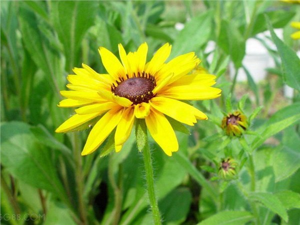 供应山东黑心菊价格宿根草花基地批发绿化黑心菊