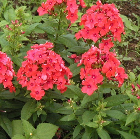 供应山东福禄考价格宿根花卉基地批发绿化福禄考