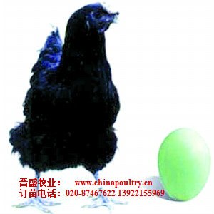 供应乌骨鸡最新价格，乌骨鸡苗价格
