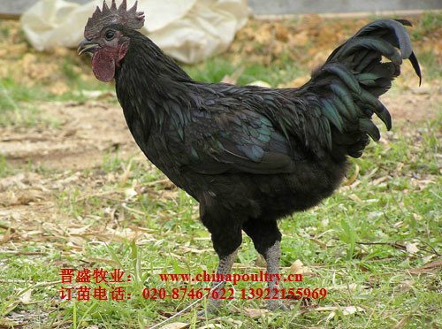 供应乌骨鸡批发价格，乌骨鸡种苗行情