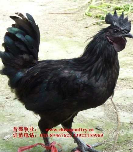 供应四川乌骨鸡养殖场，供应乌骨鸡苗，四川乌骨鸡养殖 