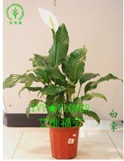 供应上海植物租赁 办公室植物租赁 