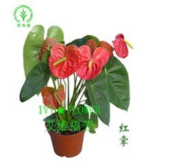 供应绿化租赁 上海植物租赁 租赁绿色植物