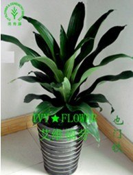 供应浦西办公室绿植租摆 植物租摆 浦东花卉租赁 