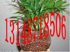 供应东莞陶粒大朗陶粒寮步陶粒凤岗陶粒大岭山陶粒桥头陶粒